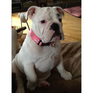 More-Information-about-English-Bulldogs-in-Colorado