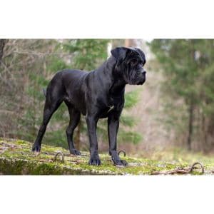 Mystic-Valley-Cane-Corso