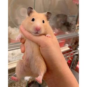 Teddy Bear Hamster Care, Lifespan, Size - Petsium