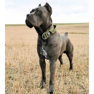 Omaggio-Cane-Corso