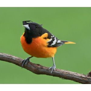 Orioles