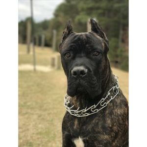 Peretti-Cane-Corso