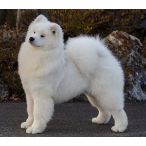 Polar-Mist-Samoyeds