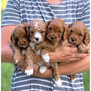 Puppies-By-Chris-Martin