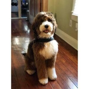PuppySpots-Bernedoodles