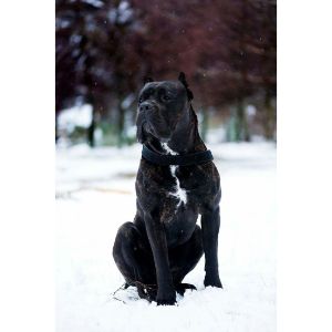 PuppySpots-Cane-Corso-For-Colorado