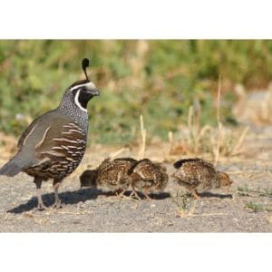 Quails