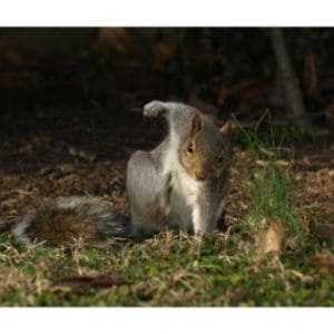 Quantity-Of-Teeth-Squirrels-Have