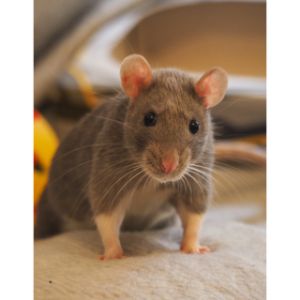 Rats-Can-Get-Into-Your-House