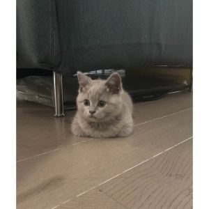Reasons-Why-Your-Cat-is-Loafing