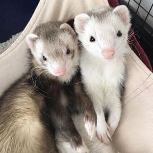Reasons-Why-Your-Ferret-May-Have-Diarrhea