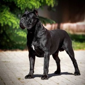 Red-Rocks-Cane-Corso