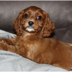 Redcastle-Cavapoo