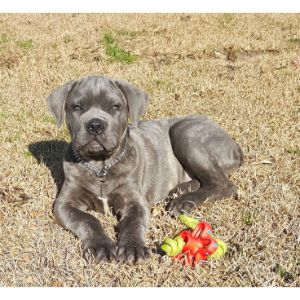 Relic-Cane-Corso