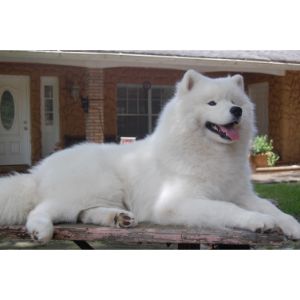 Rhapsody-Samoyeds