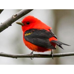 Scarlet-Tanager