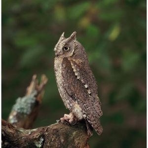 Scops-Owl