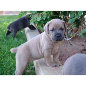 Sicuro-Cane-Corso