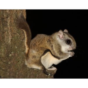 Southern-Flying-Squirrels