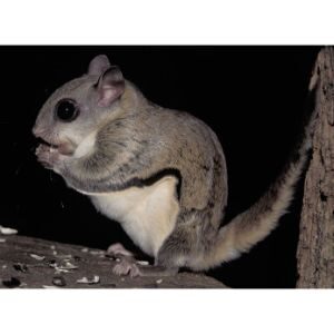 Southern-Flying-Squirrels