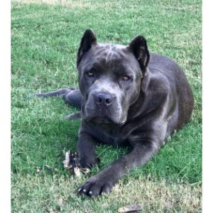 Southern-Grace-Cane-Corso