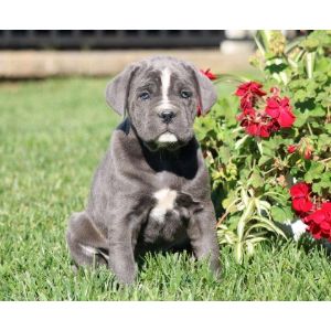 Spagnolo-Cane-Corso