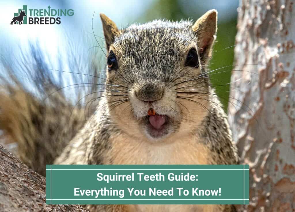 Squirrel Teeth Guide Everything You Need To Knowtemplate Trending Breeds