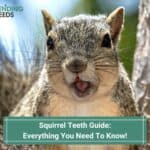 Squirrel-Teeth-Guide-Everything-You-Need-To-Know-template