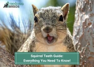 Squirrel-Teeth-Guide-Everything-You-Need-To-Know-template
