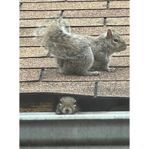 Squirrels-Lifespan-Outside-Captivity
