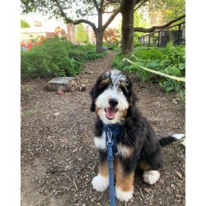 Sterling-Ridge-Bernedoodles