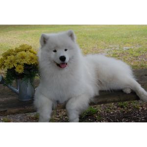 Sunshine-Samoyeds