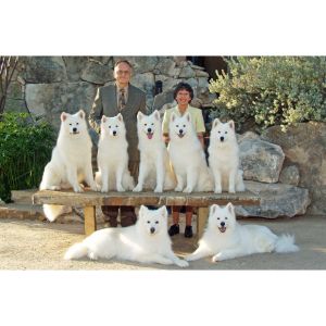 TNT-Samoyeds