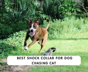 The 5 Best Shock Collar for Dog Chasing Cat! (2023)