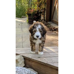 The-Average-Cost-of-a-Bernedoodle-Puppy-from-a-Breeder-in-Michigan