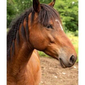 The-Challenges-of-Horsekeeping-on-Limited-Land