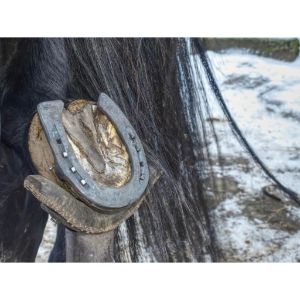 The-Proper-Way-To-Clean-Horseshoes