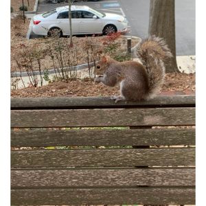 Things-That-Can-Effect-A-Squirrels-Lifespan