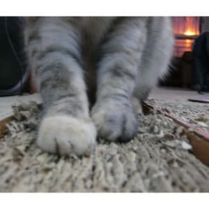 Things-to-Consider-Before-Declawing-Your-Cat