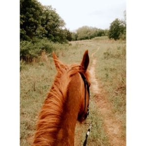 Things-to-Consider-When-Riding-a-Horse-on-the-Road