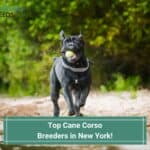 Top-8-Cane-Corso-Breeders-in-New-York-template