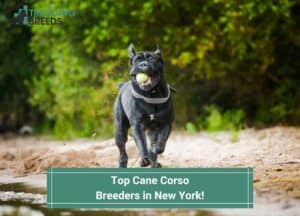 Top-8-Cane-Corso-Breeders-in-New-York-template