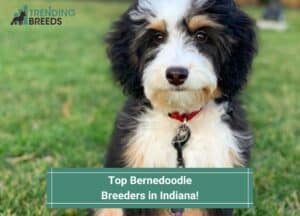 Top-Bernedoodle-Breeders-in-Indiana-template