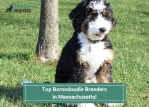 Top-Bernedoodle-Breeders-in-Massachusetts-template