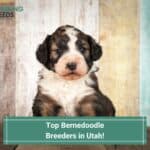 Top-Bernedoodle-Breeders-in-Utah-template