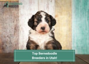 Top-Bernedoodle-Breeders-in-Utah-template
