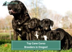 Top-Cane-Corso-Breeders-in-Oregon-template