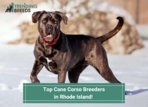 Top-Cane-Corso-Breeders-in-Rhode-Island-template