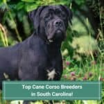 Top Cane Corso Breeders in South Carolina-template