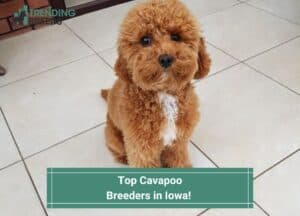 Top-Cavapoo-Breeders-in-Iowa-template